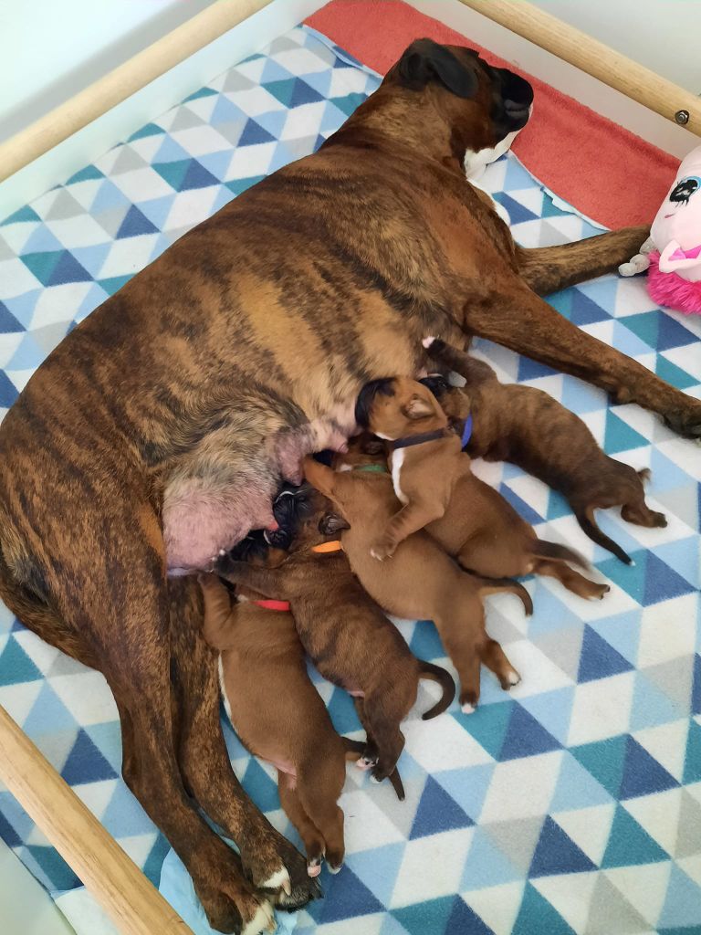 chiot Boxer Des Brumes De La Brière