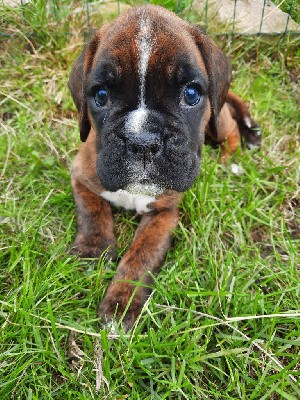 CHIOT collier bleu